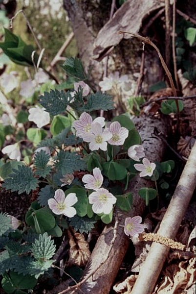 Oxalis acetosella / Acetosella dei boschi